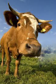 【故事】一头老牛的惊人之举(感动了多少人) 【故事】一头老牛的惊人之举(感动了多少人)