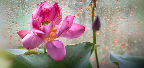 《有情》:我的佛教爱情观 《有情》:我的佛教爱情观