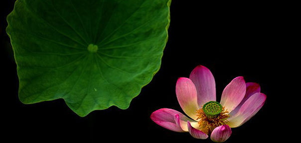 《有情》:我的佛教爱情观 《有情》:我的佛教爱情观