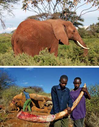 �ܾ�������Ʒ_���������Ѫ��ɱ¾