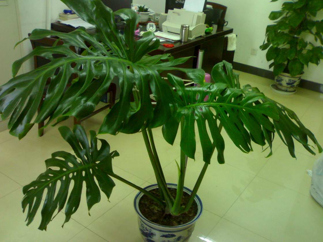 家里放什么花,才能让自己更加长寿? 家里放什么花,才能让自己更加长寿?