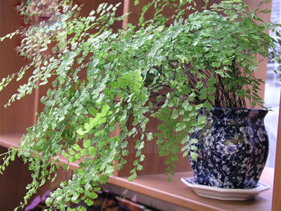 家里放什么花,才能让自己更加长寿? 家里放什么花,才能让自己更加长寿?