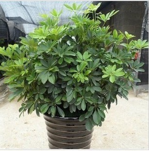 家里放什么花,才能让自己更加长寿? 家里放什么花,才能让自己更加长寿?