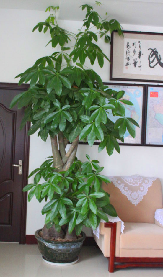 家里放什么花,才能让自己更加长寿? 家里放什么花,才能让自己更加长寿?