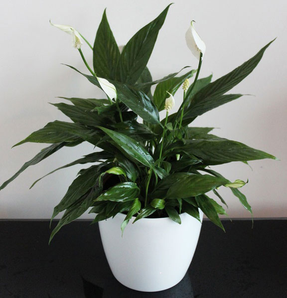 家里放什么花,才能让自己更加长寿? 家里放什么花,才能让自己更加长寿?