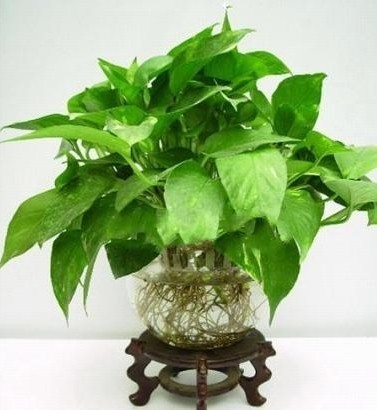 家里放什么花,才能让自己更加长寿? 家里放什么花,才能让自己更加长寿?