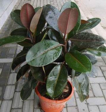 家里放什么花,才能让自己更加长寿? 家里放什么花,才能让自己更加长寿?