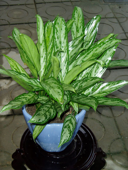 家里放什么花,才能让自己更加长寿? 家里放什么花,才能让自己更加长寿?