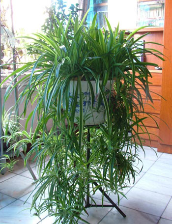 家里放什么花,才能让自己更加长寿? 家里放什么花,才能让自己更加长寿?