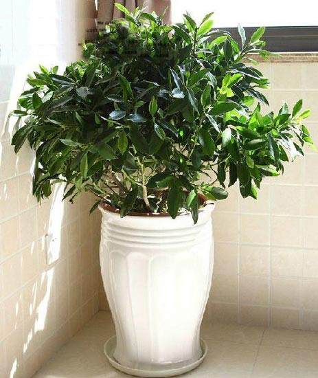 家里放什么花,才能让自己更加长寿? 家里放什么花,才能让自己更加长寿?