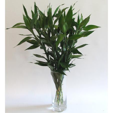 家里放什么花,才能让自己更加长寿? 家里放什么花,才能让自己更加长寿?