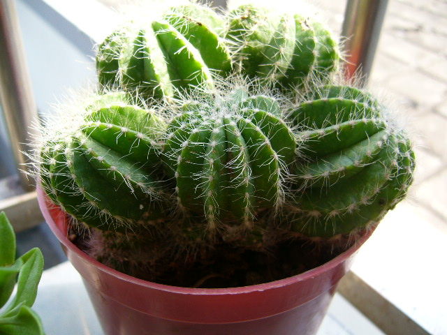 家里放什么花,才能让自己更加长寿? 家里放什么花,才能让自己更加长寿?