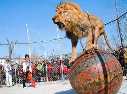 动物表演就是动物虐待_您的参与就是它们的痛苦 动物表演就是动物虐待_您的参与就是它们的痛苦