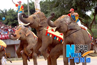 动物表演就是动物虐待_您的参与就是它们的痛苦 动物表演就是动物虐待_您的参与就是它们的痛苦