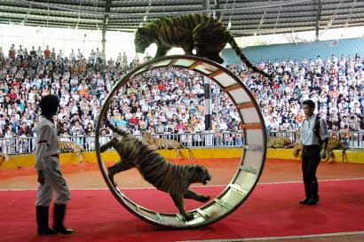 动物表演就是动物虐待_您的参与就是它们的痛苦 动物表演就是动物虐待_您的参与就是它们的痛苦