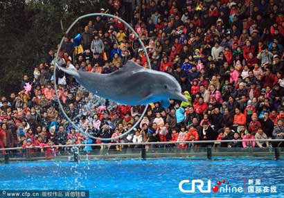 动物表演就是动物虐待_您的参与就是它们的痛苦 动物表演就是动物虐待_您的参与就是它们的痛苦