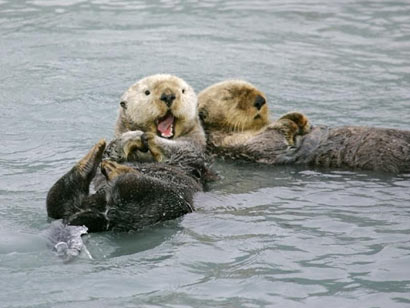 ��̡��Ƥ����ʹΪ����ι��_�л����˳���Ϊɮ