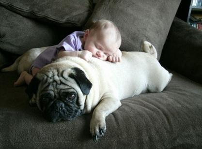 众生皆有灵性---狗是人类的好朋友(图组) 众生皆有灵性---狗是人类的好朋友(图组)