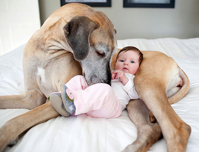 众生皆有灵性---狗是人类的好朋友(图组) 众生皆有灵性---狗是人类的好朋友(图组)