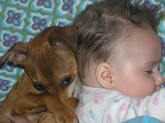 众生皆有灵性---狗是人类的好朋友(图组) 众生皆有灵性---狗是人类的好朋友(图组)