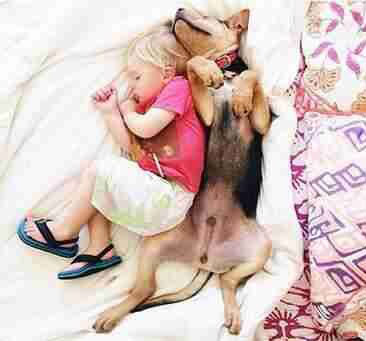 众生皆有灵性---狗是人类的好朋友(图组) 众生皆有灵性---狗是人类的好朋友(图组)