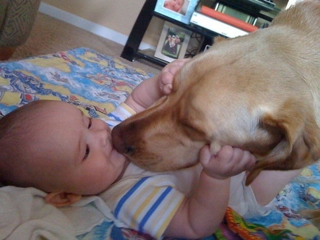 众生皆有灵性---狗是人类的好朋友(图组) 众生皆有灵性---狗是人类的好朋友(图组)