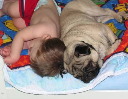 众生皆有灵性---狗是人类的好朋友(图组) 众生皆有灵性---狗是人类的好朋友(图组)