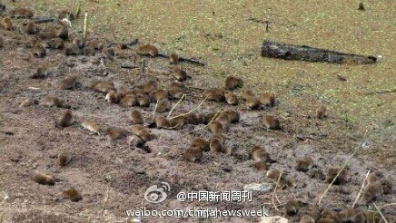 放生上千只老鼠“赎罪”_竟称为做善事 放生上千只老鼠“赎罪”_竟称为做善事