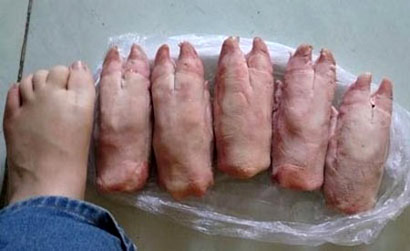 杀食生灵是自我戕害_践踏动物就是践踏人性 杀食生灵是自我戕害_践踏动物就是践踏人性