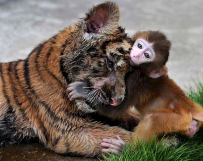 杀食生灵是自我戕害_践踏动物就是践踏人性 杀食生灵是自我戕害_践踏动物就是践踏人性