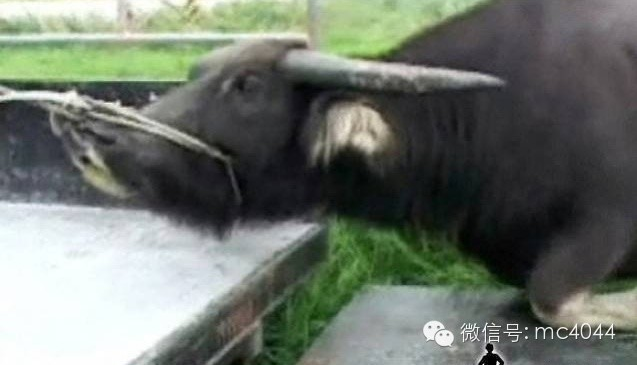 9月6日广东陆河一农户准备屠牛,牛下跪落泪哀求!神奇一幕 9月6日广东陆河一农户准备屠牛,牛下跪落泪哀求!神奇一幕