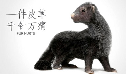 尊贵皮草遮不住冷酷无耻_时尚背后的生命代价 尊贵皮草遮不住冷酷无耻_时尚背后的生命代价