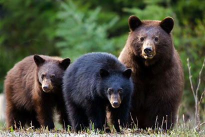 尊贵皮草遮不住冷酷无耻_时尚背后的生命代价 尊贵皮草遮不住冷酷无耻_时尚背后的生命代价