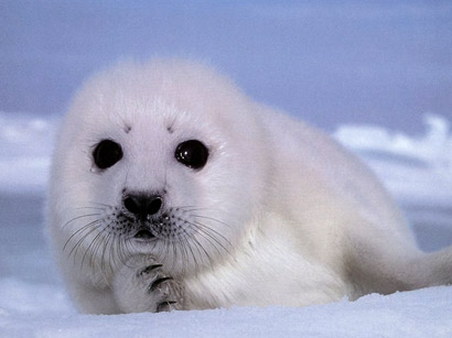 尊贵皮草遮不住冷酷无耻_时尚背后的生命代价 尊贵皮草遮不住冷酷无耻_时尚背后的生命代价