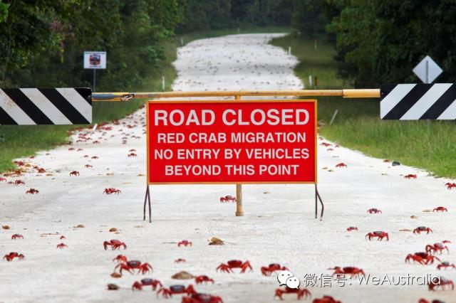 澳洲"上亿红蟹压马路"奇观爆发,看得中国人流了口水! 澳洲"上亿红蟹压马路"奇观爆发,看得中国人流了口水!