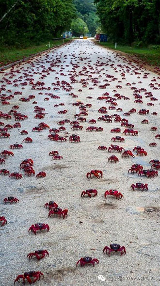 澳洲"上亿红蟹压马路"奇观爆发,看得中国人流了口水! 澳洲"上亿红蟹压马路"奇观爆发,看得中国人流了口水!