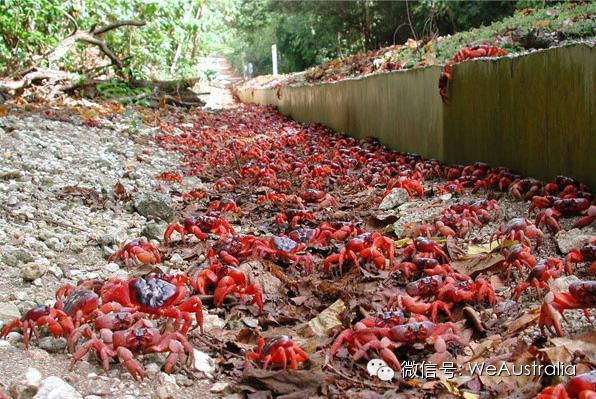 澳洲"上亿红蟹压马路"奇观爆发,看得中国人流了口水! 澳洲"上亿红蟹压马路"奇观爆发,看得中国人流了口水!
