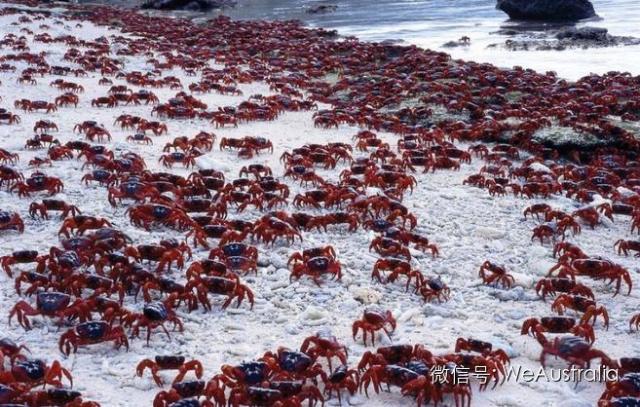 澳洲"上亿红蟹压马路"奇观爆发,看得中国人流了口水! 澳洲"上亿红蟹压马路"奇观爆发,看得中国人流了口水!