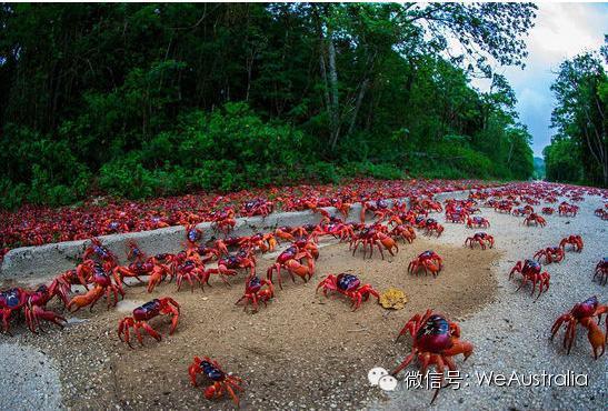 澳洲"上亿红蟹压马路"奇观爆发,看得中国人流了口水! 澳洲"上亿红蟹压马路"奇观爆发,看得中国人流了口水!