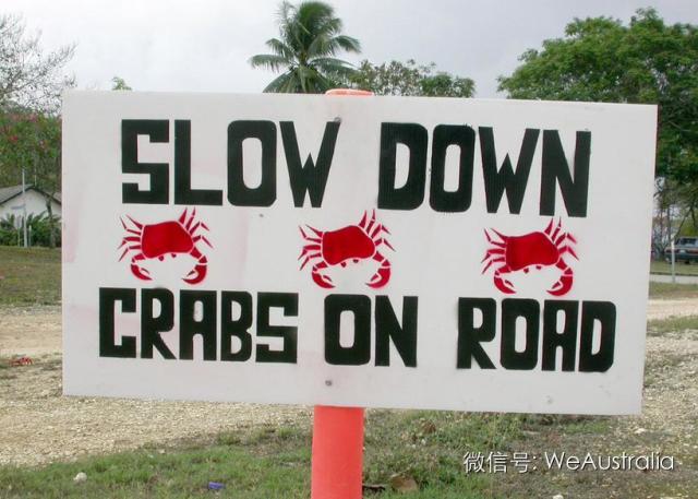 澳洲"上亿红蟹压马路"奇观爆发,看得中国人流了口水! 澳洲"上亿红蟹压马路"奇观爆发,看得中国人流了口水!