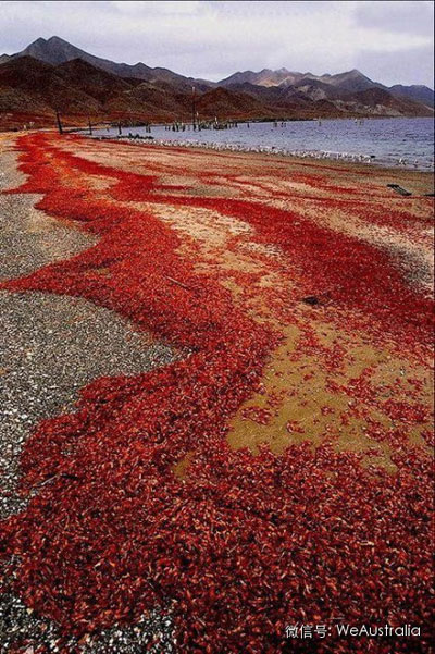 澳洲"上亿红蟹压马路"奇观爆发,看得中国人流了口水! 澳洲"上亿红蟹压马路"奇观爆发,看得中国人流了口水!
