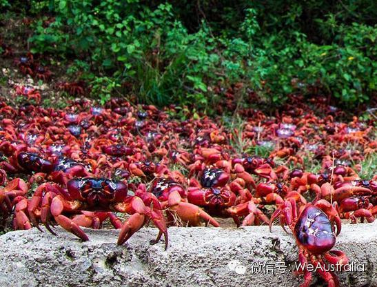 澳洲"上亿红蟹压马路"奇观爆发,看得中国人流了口水! 澳洲"上亿红蟹压马路"奇观爆发,看得中国人流了口水!