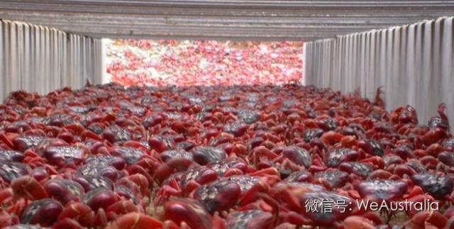 澳洲"上亿红蟹压马路"奇观爆发,看得中国人流了口水! 澳洲"上亿红蟹压马路"奇观爆发,看得中国人流了口水!