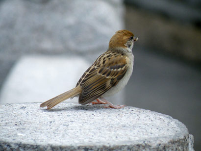 �������˷�����ʮ������澭��