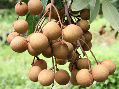 素食中的补血之王 素食中的补血之王