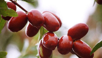 素食中的补血之王 素食中的补血之王