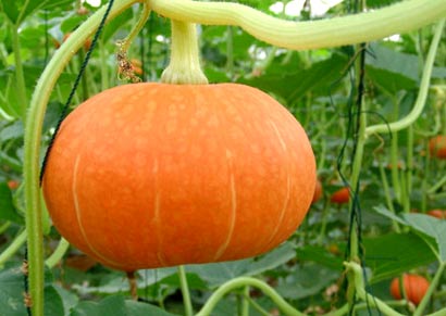 素食中的补血之王 素食中的补血之王