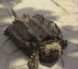 ��ǧ��ꡱϵ��̬ɱ��_����԰����������������