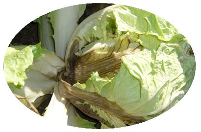 ʷ�����10����ʳ_�����ڳ���