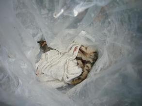 ���᳡���š��������������Σ�